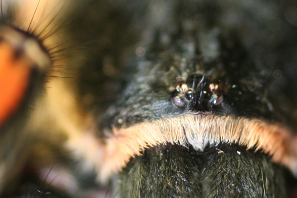 Brachypelma auratum augenh�gel